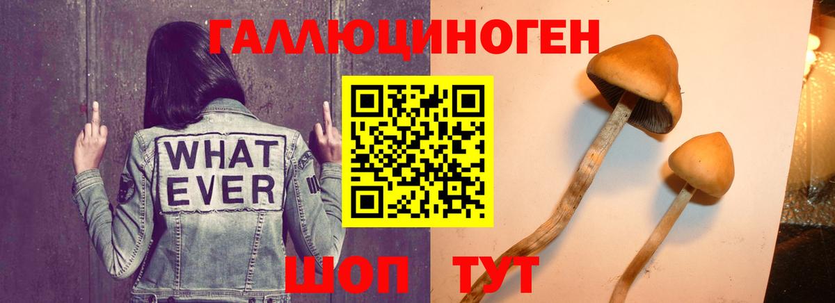 Зерноград  Галлюциногенные грибы ЛСД  Вход с VPN 